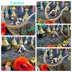 Carefully Planned Litter – English Springer Spaniel