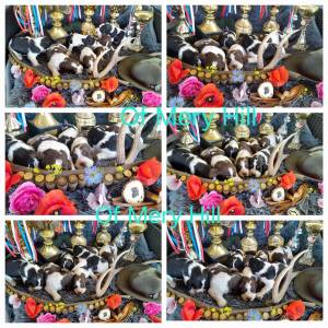 Carefully Planned Litter – English Springer Spaniel