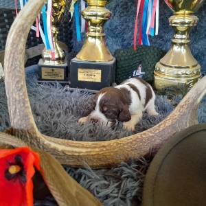 Carefully Planned Litter – English Springer Spaniel