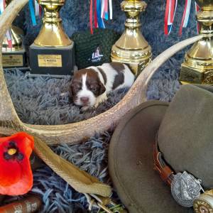 Carefully Planned Litter – English Springer Spaniel