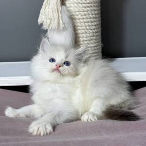 Dostupni mačići Ragdoll