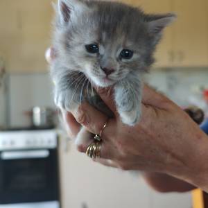 MAINE COON