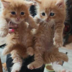 MAINE COON