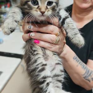 MAINE COON
