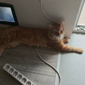 MAINE COON