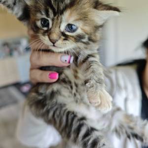 MAINE COON