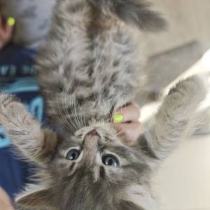 MAINE COON