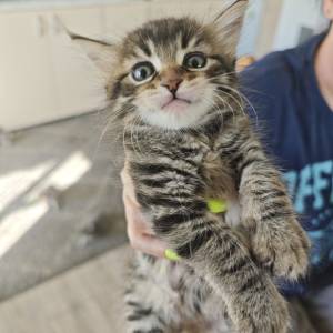 MAINE COON