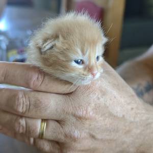 MAINE COON