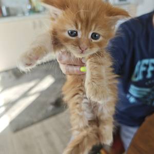 MAINE COON