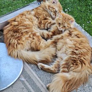 MAINE COON