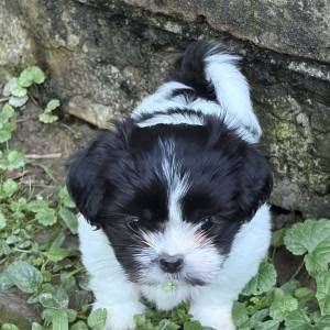 Malshi ( Shih Tzu & Maltezer)