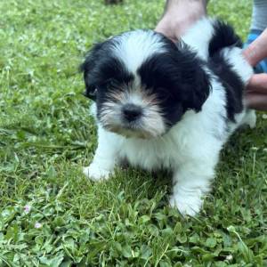 Malshi ( Shih Tzu & Maltezer)