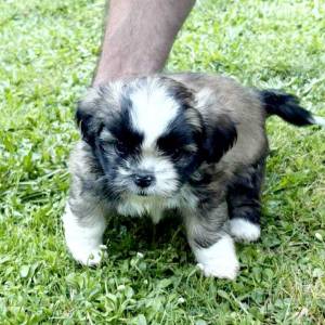 Malshi ( Shih Tzu & Maltezer)