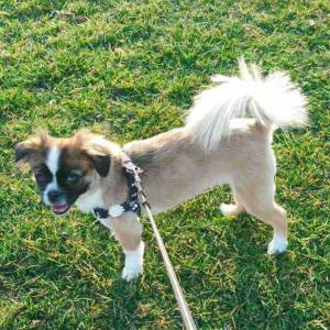 Malshi ( Shih Tzu & Maltezer)
