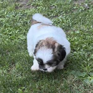 Malshi ( Shih Tzu & Maltezer)