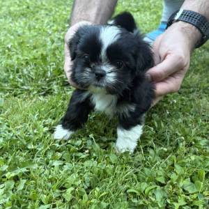 Malshi ( Shih Tzu & Maltezer)
