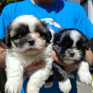 Malshi ( Shih Tzu & Maltezer)