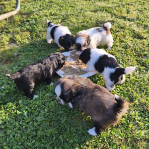 Malshi ( Shih Tzu & Maltezer)
