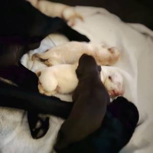 Poklanjam čistokrvne psice Labradora
