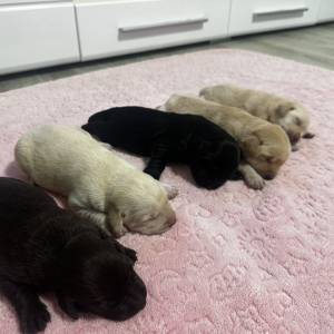 Poklanjam čistokrvne psice Labradora