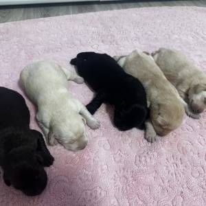 Poklanjam čistokrvne psice Labradora