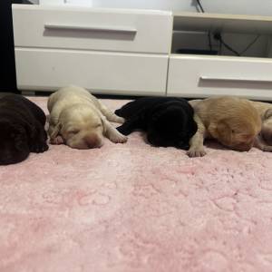 Poklanjam čistokrvne psice Labradora