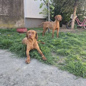 Štenci Mađarske vižle
