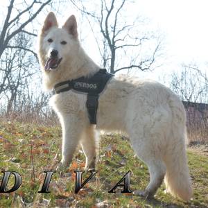 Beli švajcarski ovčar, mlada ženka  (9 meseci)