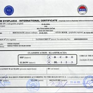 Beli švajcarski ovčar, mlada ženka  (9 meseci)