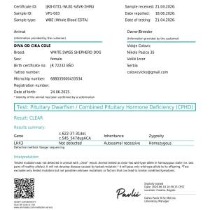 Beli švajcarski ovčar, mlada ženka  (9 meseci)