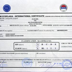 Bijeli švicarski ovčar, mlad  mužjak za priplod i takmičenje