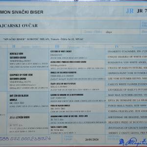 BIJELI ŠVICARSKI OVČAR, prvobirano muško štene