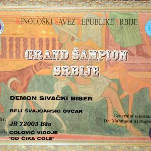 BIJELI ŠVICARSKI OVČAR, prvobirano muško štene