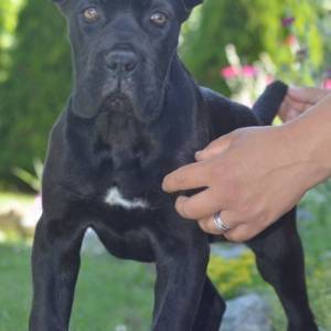 Cane Corso, vrhunski štenci