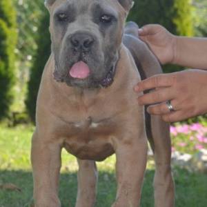Cane Corso, vrhunski štenci