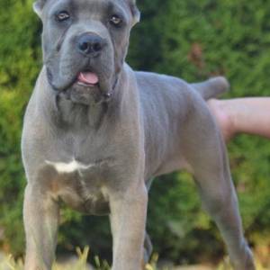 Cane Corso, vrhunski štenci