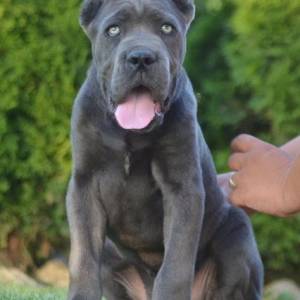 Cane Corso, vrhunski štenci