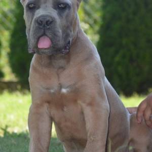 Cane Corso, vrhunski štenci