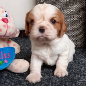 Cavalier King Charles španiel-štenci, pomoć u odgoju i školovanju