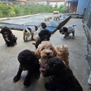 Lagotto Romagnolo, kvalitetni štenci