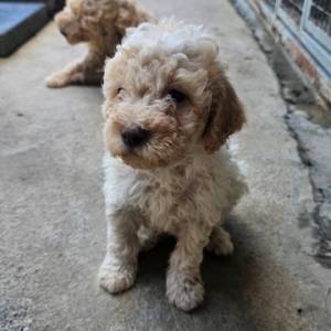 Lagotto Romagnolo, kvalitetni štenci