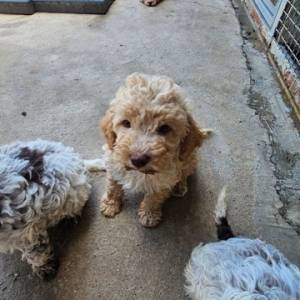 Lagotto Romagnolo, kvalitetni štenci