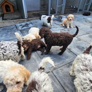 Lagotto Romagnolo, kvalitetni štenci