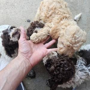 Lagotto Romagnolo, kvalitetni štenci