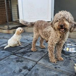 Lagotto Romagnolo, kvalitetni štenci