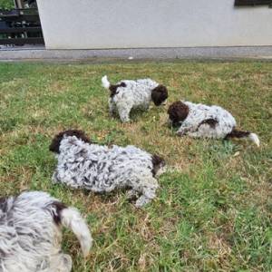 Lagotto Romagnolo, kvalitetni štenci