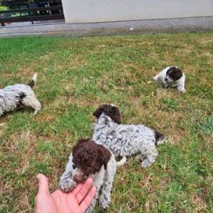 Lagotto Romagnolo, kvalitetni štenci