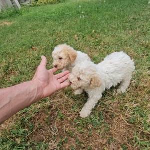 Lagotto Romagnolo, kvalitetni štenci
