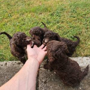 Lagotto Romagnolo, kvalitetni štenci